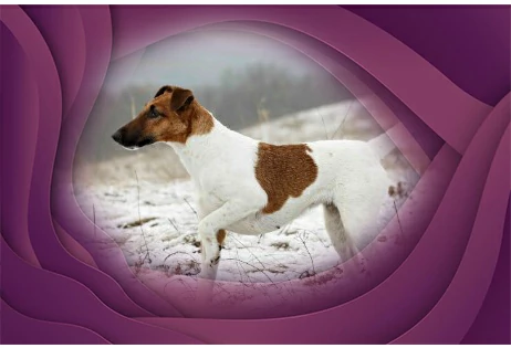 18. Smooth Fox Terrier