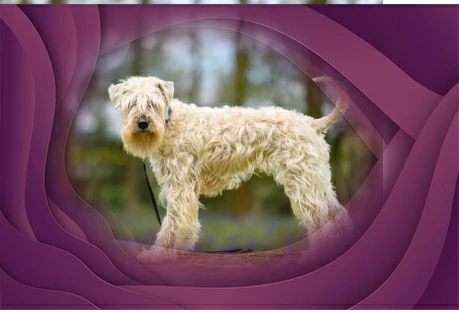 19. Soft Coated Wheaten Terrier