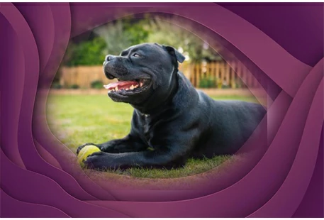 20. Staffordshire Bull Terrier