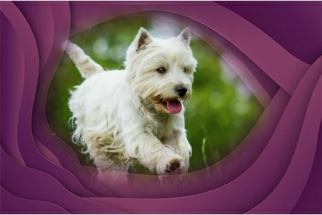 21. West Highland White Terrier