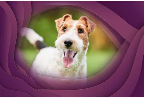 22. Wire Fox Terrier