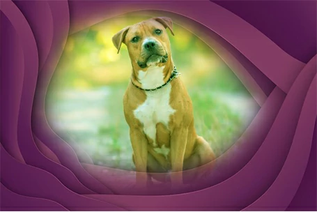 3. American Staffordshire Terrier