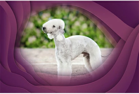 4. Bedlington Terrier