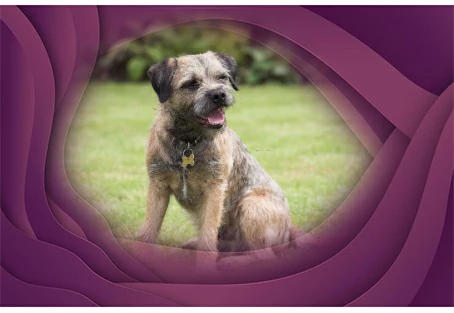 5. Border Terrier