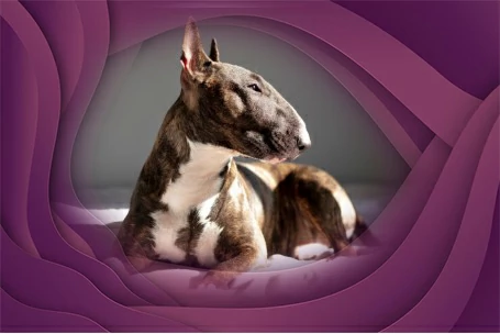 6. Bull Terrier