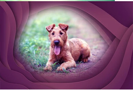 8. Irish Terrier